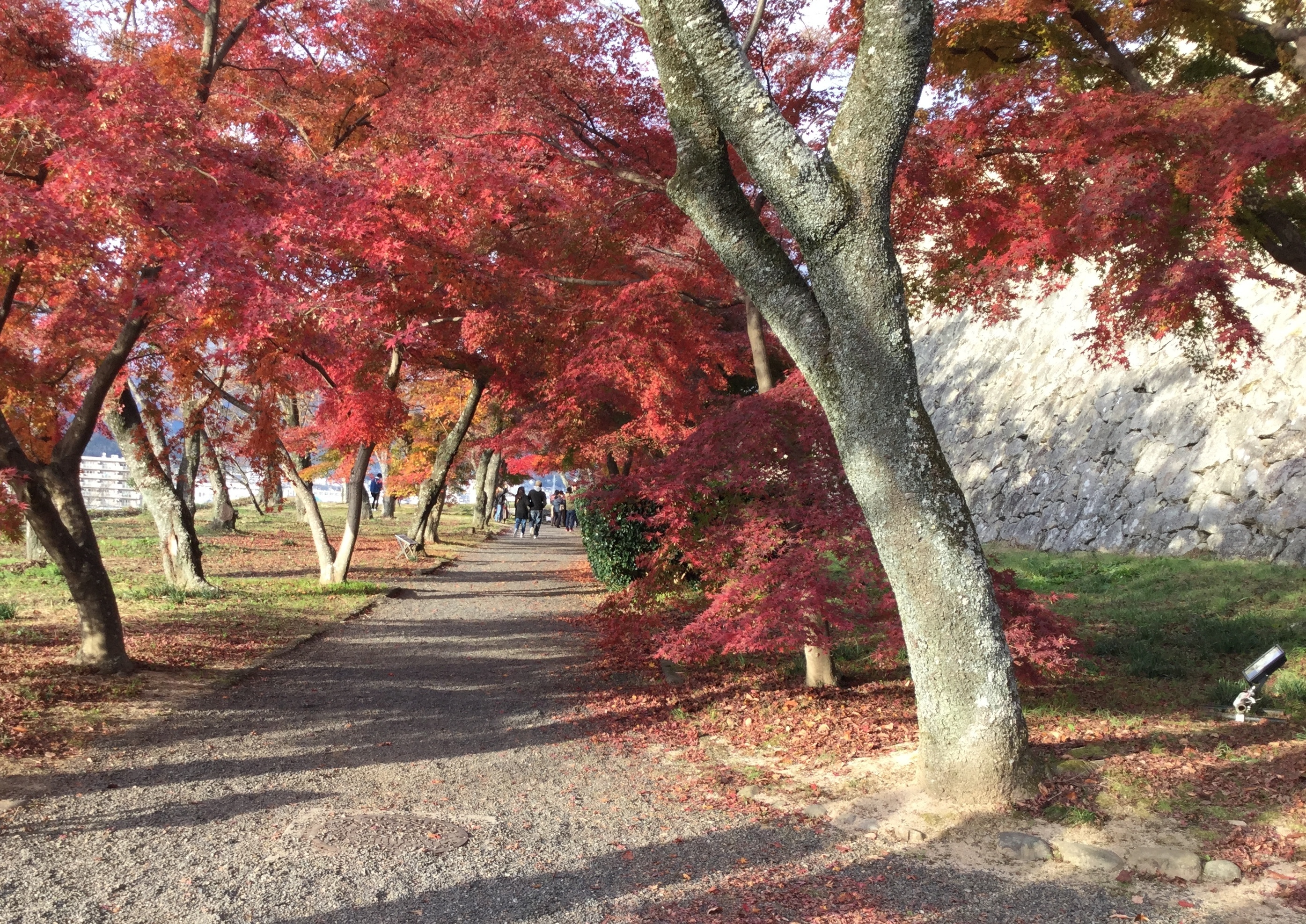 鶴山公園の紅葉